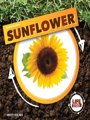 cover image of Life Cycle of a Sunflower